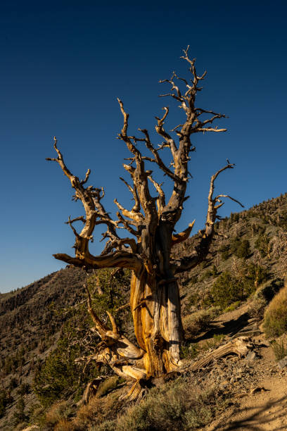 istock Bristlecone Pine Tree Along the Telescope Peak Trail 1486409399