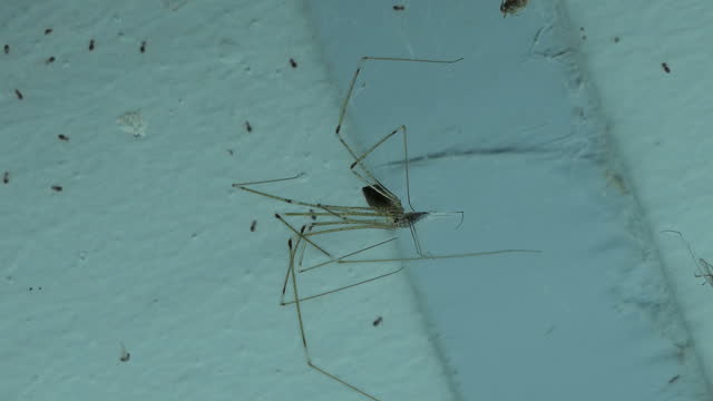 Spider catching mosquito in house.