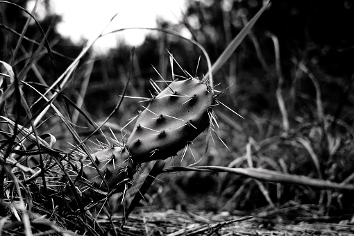 Cactus of the desert of Arizona.