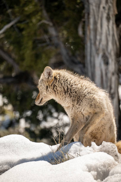 istock Wild Gray Fox in the Winter with Snow 1486412338