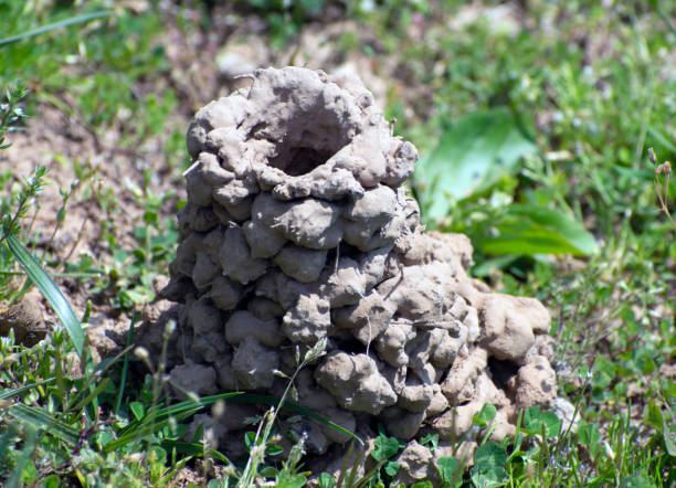 A large crawdad nest sitting on a patch of grass.