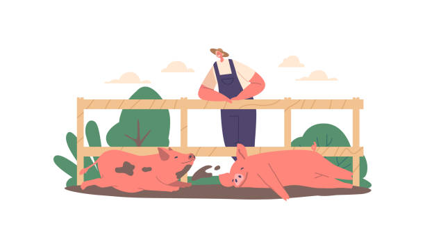 postać męska rolnika stojąca przy płocie i obserwuj�ąca świnie tarzające się w błocie. świnie toczą się, pluskają ilustrację wektorową - farmer pig domestic pig farm stock illustrations