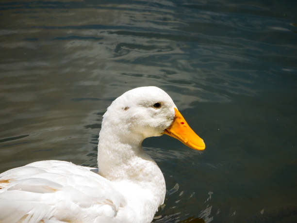 duck-calmly-contemplates-life.jpg