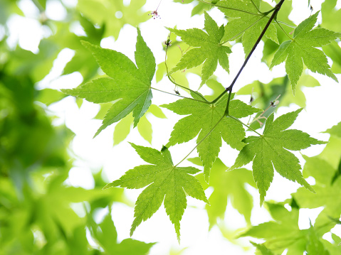 Fresh green maple leaves receiving sunshine filtering through foliage
