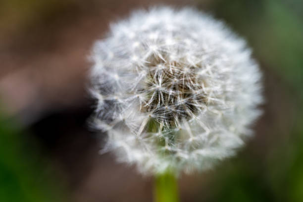istock Spring Plant Growth in Seattle, WA 1486420038