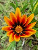 selektiver-fokus-einer-gelb-orangefarben