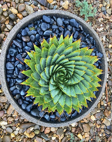 Spiral pattern of agave in pot from above