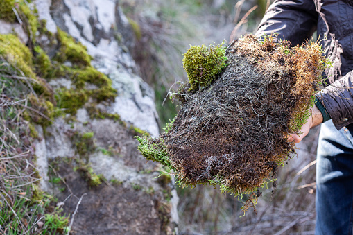 landscape with tree roots with moss on forest.