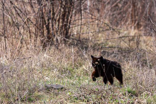 istock black stray cat in nature among dry grass 1486421815