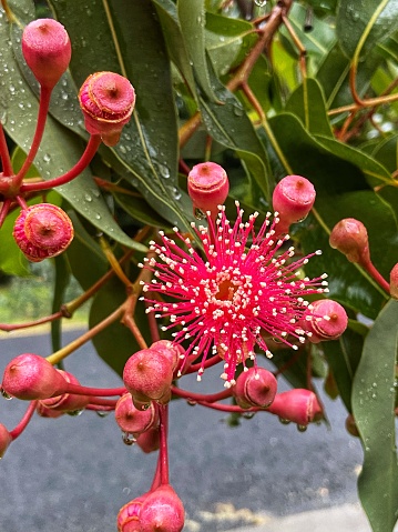 Close up of flowering gum tree with rain drops