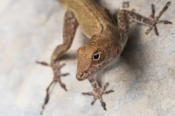 Photo of Wild Lizard in the Virgin Islands