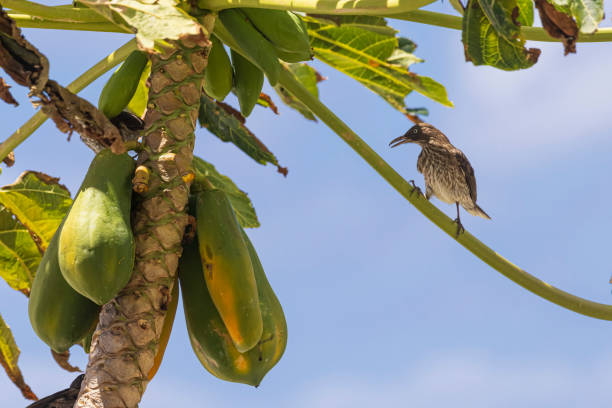 A wild pearly-eyed thrasher on U.S. Virgin Islands National Park on the island of St. John.