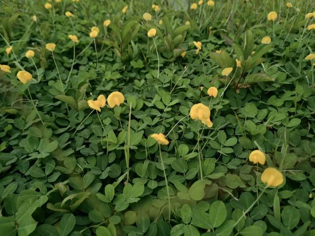 istock Arachis Pintoi Pavement bright yellow flower with small sizes 1486424726