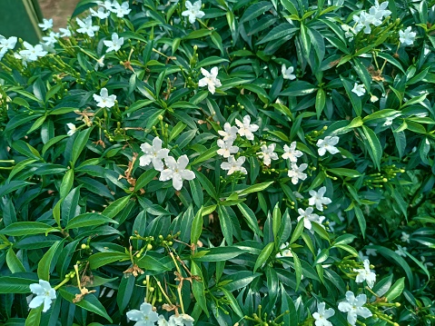 Jasmin flowers are small white thumb-sized with dark green leaves