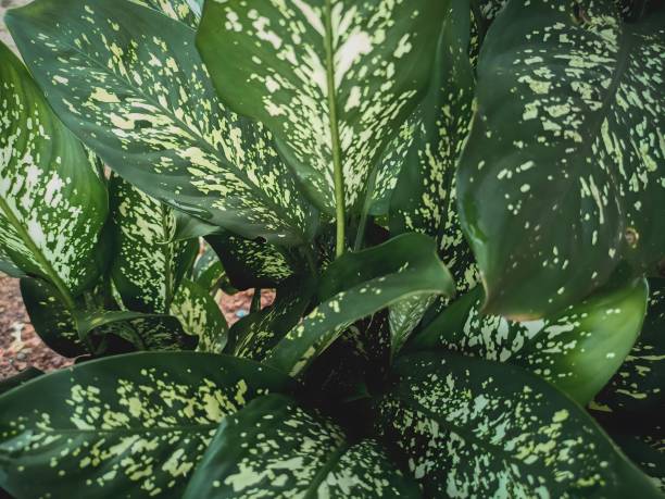 istock Dieffenbachia seguine, commonly known as dumbcane 1486425564