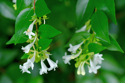 The flower is Abelia × grandiflora, which is a cross between A. chinensis and A. uniflora. It is a rounded, spreading, multi-stemmed shrub in the honeysuckle family. The plant features clusters of white to pink, bell-shaped flowers which appear in the upper leaf axils and stem ends over a long period from late spring to autumn. Flowers are fragrant.