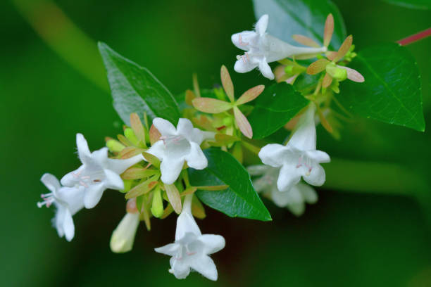 istock Abelia x grandiflora Flowers in Full Bloom 1486432178
