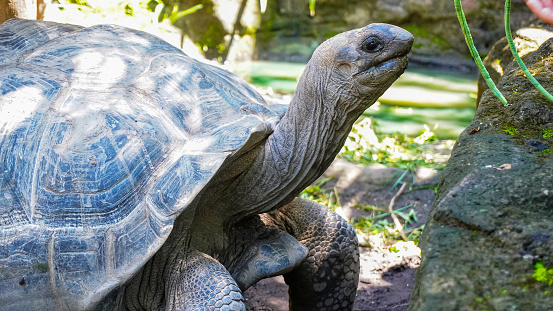 A Gentle Giant of the Animal Kingdom: A Close-Up of a Giant Tortoise