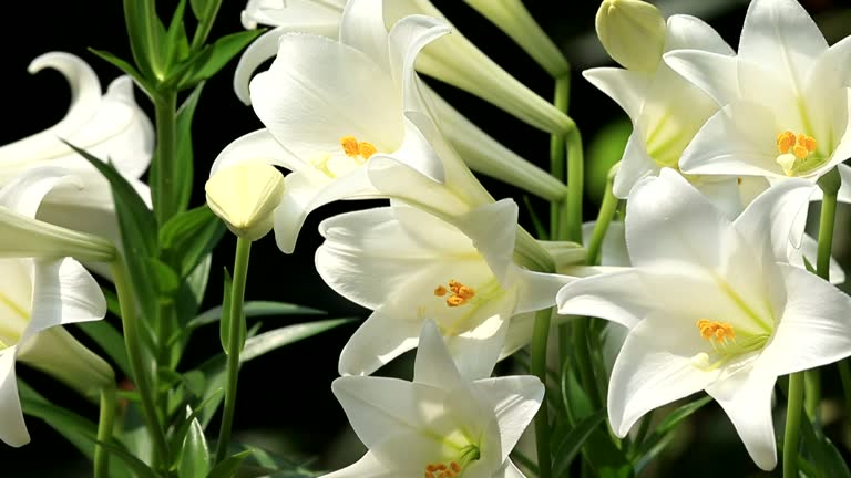 Easter lily