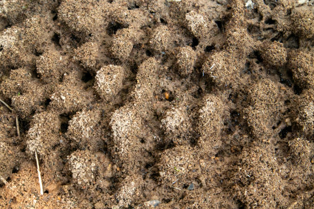 muitos ninhos de formigas no chão feitos de areia. - anthill macro ant food - fotografias e filmes do acervo