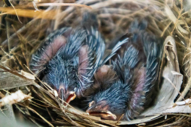 милая маленькая птичка в соломенном гнезде на дереве. - dependency animal nest robin bird стоковые фото и изображения
