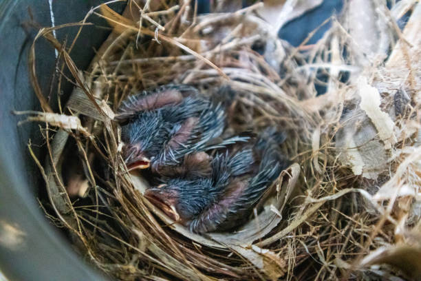 나무에 있는 짚 둥지에 있는 귀여운 작은 새. - dependency animal nest robin bird 뉴스 사진 이미지