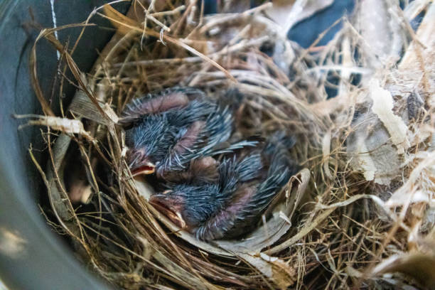 милая маленькая птичка в соломенном гнезде на дереве. - dependency animal nest robin bird стоковые фото и изображения