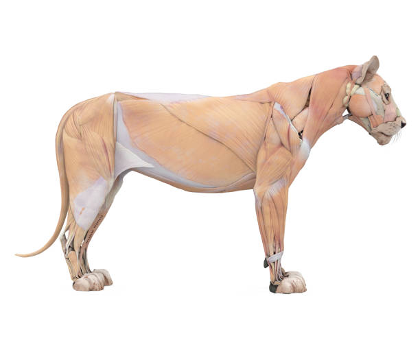 Lion Muscles Anatomy Isolated