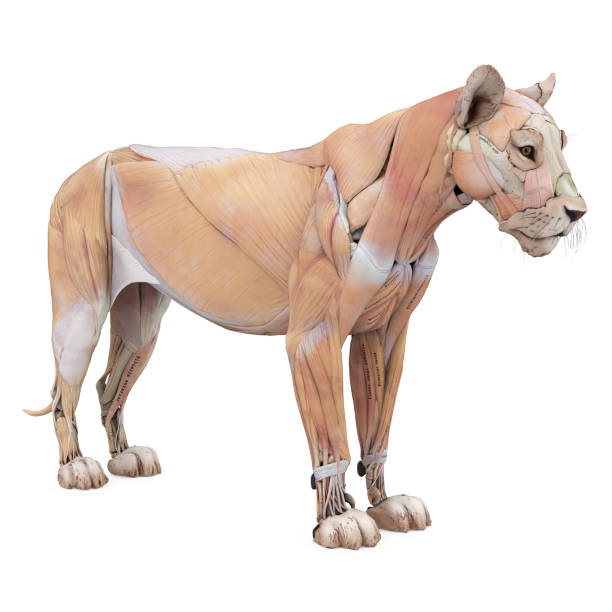 istock Lion Muscles Anatomy Isolated 1486438609