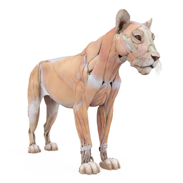 istock Lion Muscles Anatomy Isolated 1486438709