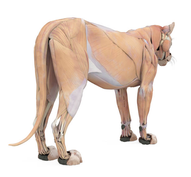 istock Lion Muscles Anatomy Isolated 1486439256