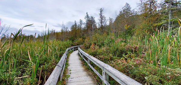 This is a photograph taken on a mobile phone outdoors of a wooden boardwalk over the wet marsh landscape at the Pictured Rocks National Lakeshore in the Upper Penninsula of Michigan during autumn of 2020.