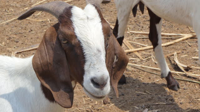 Goat in eating leaf in farm.