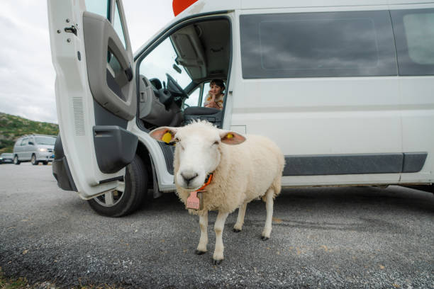 Sheep sniffing near the camper van  in Norwegian countryside. Woman is sitting at passenger seat