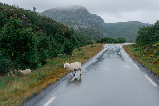 Herd of sheep  roaming near the road in Norwegian highlands