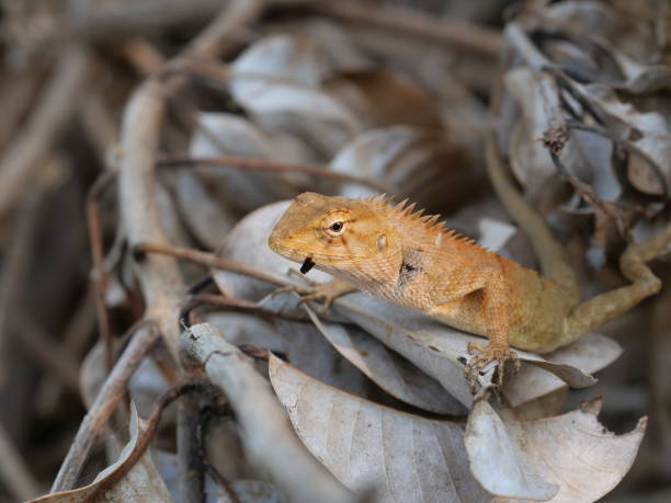 istock Eastern garden or Changeable lizard on a branch with natural brown lbackground 1486452676