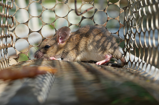 Rat in cage mousetrap, Mouse finding a way out of being confined, Trapping and control of rodents that cause dirt and may be carriers of disease, Mice try to find freedom