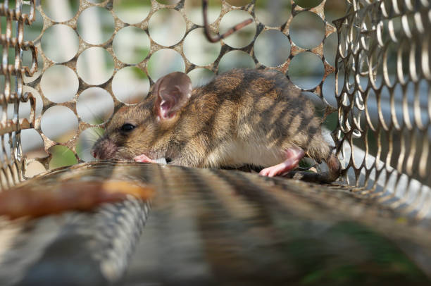 Rat in cage mousetrap Rat in cage mousetrap, Mouse finding a way out of being confined, Trapping and control of rodents that cause dirt and may be carriers of disease, Mice try to find freedom rodent trap stock pictures, royalty-free photos & images