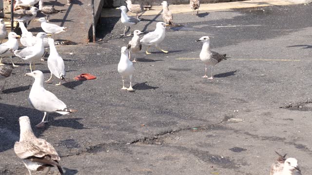 group of seagull on the marina