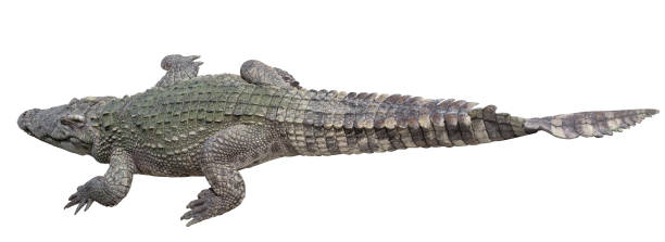 istock The crocodile is stay near the river 1486455749