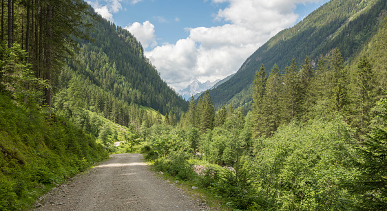 Dirt road in the austrian alps with pine trees on both sides of the road on the mountain slopes during summer. Austria.