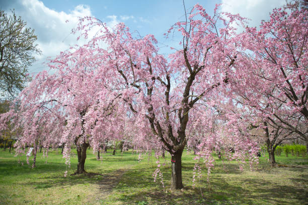 Cherry trees with pink flowers in the park stock photo