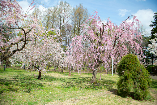 Wide view of springtime bing cherry (Prunus avium) orchard blooming with with new blossoms.\n\nTaken in the Gilroy, California, USA.