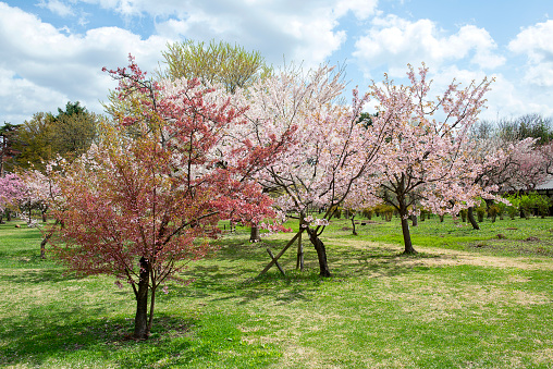 Cherry blossom festival in the beautiful morning sun of spring