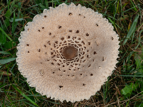 Parasol mushroom from above in grass