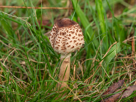 Close up of cute Parasol mushroom in grass