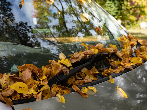 Autumn leaves on car window screen