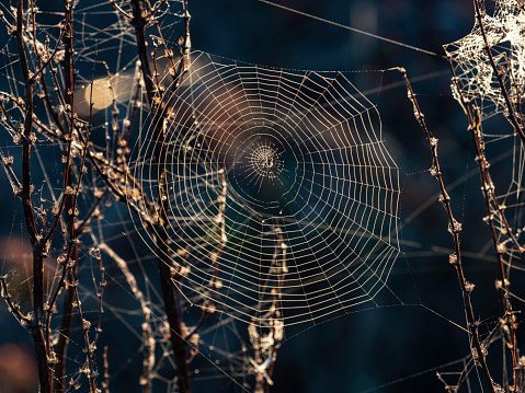 Spider web in morning light