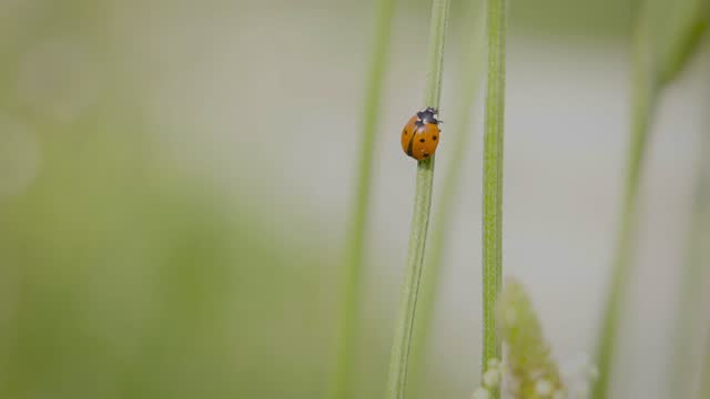 Ladybug against a grass