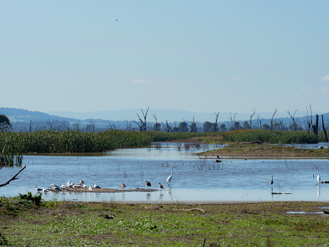A mix of birds in Winton Wetlands, rural Victoria